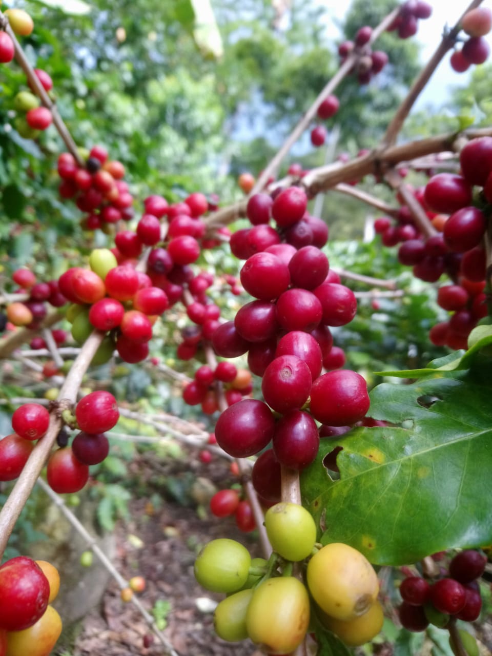 Kaffeeanbau und Kaffeeröstung
